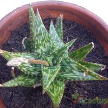 Una foto de Aloe mcloughlinii  