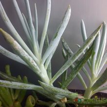 Una foto de Senecio serpens