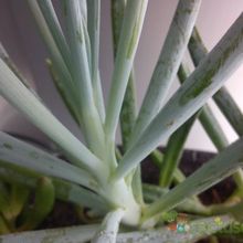 Una foto de Senecio serpens