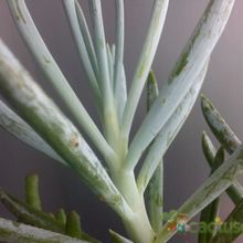 Una foto de Senecio serpens