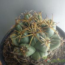 A photo of Coryphantha elephantidens