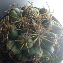 A photo of Coryphantha elephantidens
