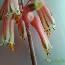 Una foto de Aloe mcloughlinii  