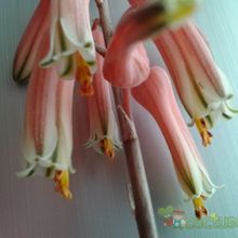 A photo of Aloe mcloughlinii  