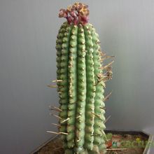 A photo of Euphorbia fimbriata