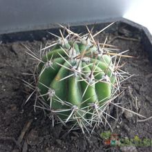 Una foto de Echinopsis aurea