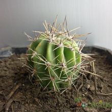 Una foto de Echinopsis aurea