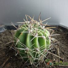Una foto de Echinopsis aurea