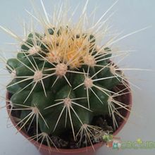 A photo of Echinocactus grusonii