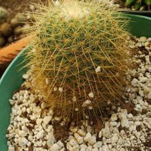 Una foto de Mammillaria rhodantha ssp. pringlei
