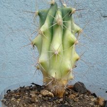 A photo of Ferocactus alamosanus x schwarzii (HIBRIDO) fma. variegada