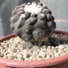 A photo of Copiapoa hypogaea