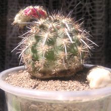 A photo of Eriosyce islayensis