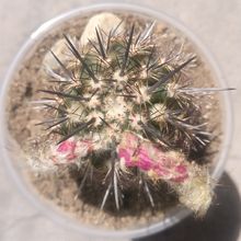 A photo of Eriosyce islayensis