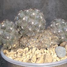 A photo of Copiapoa humilis