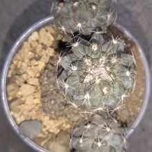 A photo of Copiapoa humilis