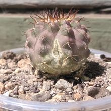 A photo of Copiapoa ahremephiana