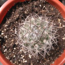 Photo of a cactus currently being identified