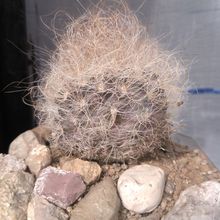 A photo of Eriosyce senilis
