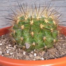 Photo of a cactus currently being identified