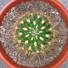 Photo of a cactus currently being identified