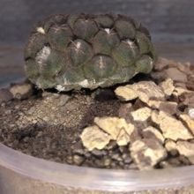Una foto de Eriosyce napina ssp. glabrescens