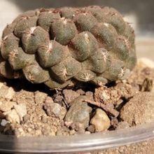 Una foto de Eriosyce napina ssp. glabrescens