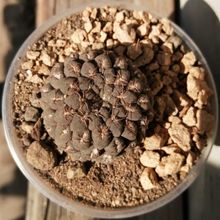 Una foto de Eriosyce napina ssp. glabrescens