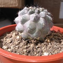 Una foto de Copiapoa humilis