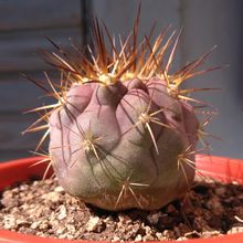Foto de un cactus que se está identificando actualmente