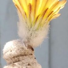 Una foto de Eriosyce duripulpa