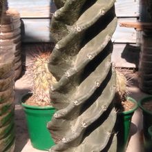 A photo of Cereus forbesii f. spiraliforme