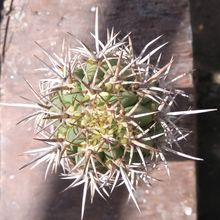 Una foto de Echinopsis chiloensis