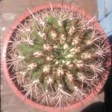 Foto de un cactus que se está identificando actualmente