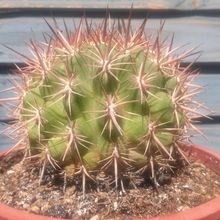 Foto de un cactus que se está identificando actualmente