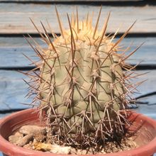 A photo of Copiapoa marginata