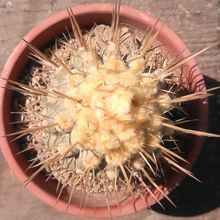A photo of Copiapoa marginata