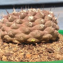 Una foto de Copiapoa hypogaea