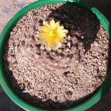 Una foto de Copiapoa hypogaea