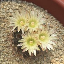 Foto de un cactus que se está identificando actualmente