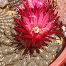 Photo of a cactus currently being identified