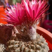Photo of a cactus currently being identified