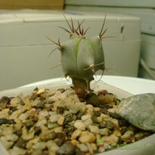 Una foto de Echinocactus platyacanthus
