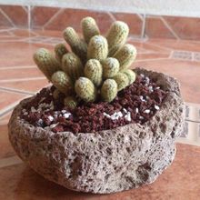 Una foto de Mammillaria elongata cv. Golden Nugget