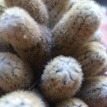 Una foto de Mammillaria elongata cv. Golden Nugget