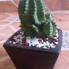 A photo of Euphorbia anoplia