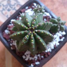 A photo of Euphorbia anoplia