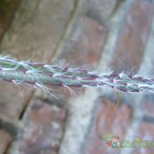 Una foto de Lepismium cruciforme