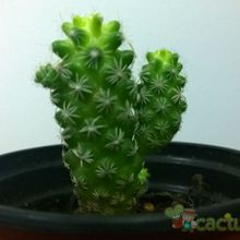 A photo of Mammillaria gracilis