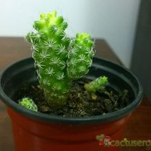 A photo of Mammillaria gracilis